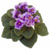 SUCULENTA PT06
