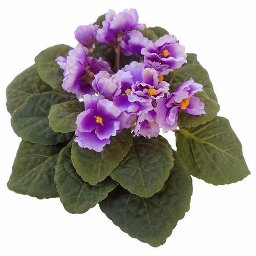 VIOLETA DOBRADA PT11