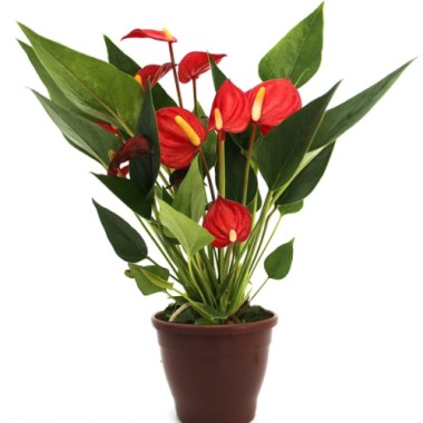 ANTURIO MINI MILLION PT09